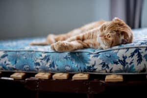 scottish fold cat lying down mattress איך מנקים פיפי על מזרון